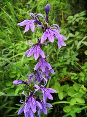 Lobelia sessilifolia