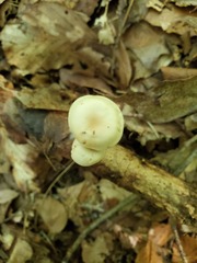 Clitocybe americana