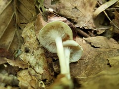 Clitocybe americana
