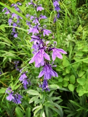 Lobelia sessilifolia