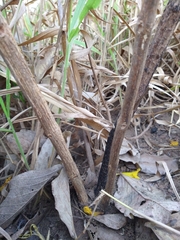 Handroanthus coronatus