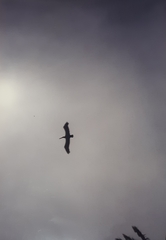 Pelecanus occidentalis