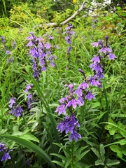 Lobelia sessilifolia