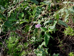 Melochia nodiflora