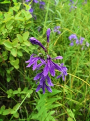Lobelia sessilifolia