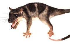 Water Opossum photo 3
