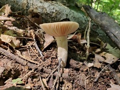 Russula eccentrica