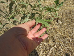Solanum elaeagnifolium