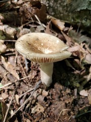 Russula eccentrica