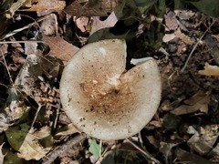 Russula eccentrica
