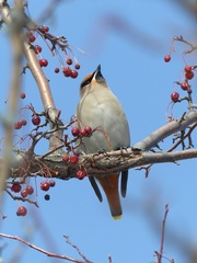 Bombycilla garrulus