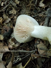 Russula eccentrica