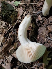 Russula eccentrica