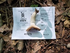 Russula eccentrica