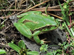 Hyla plicata