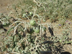 Solanum elaeagnifolium