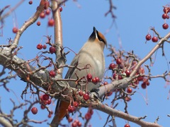 Bombycilla garrulus