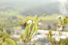 Lippia hirsuta