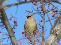 Bombycilla cedrorum