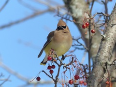 Bombycilla cedrorum