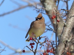 Bombycilla cedrorum