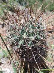 Coryphantha clavata stipitata