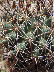 Coryphantha clavata stipitata