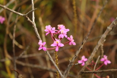 Epidendrum arachnoglossum