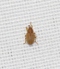 Lignyodes helvolus