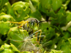 Zyzzyx chilensis