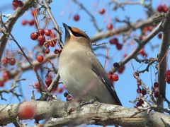 Bombycilla garrulus