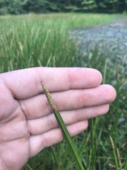 Carex stricta