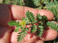 Tribulus terrestris