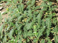 Tribulus terrestris