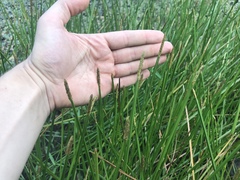 Carex stricta