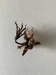 Chiranthodendron