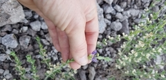 Scutellaria potosina