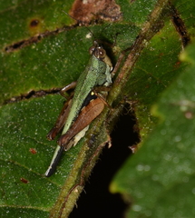 Scaria