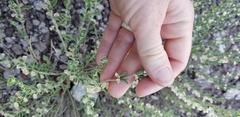 Scutellaria potosina