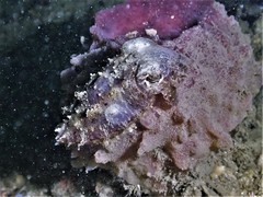 Sepia recurvirostra