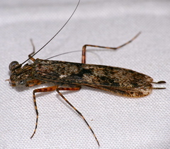 Amorphoscelis tuberculata