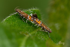 Cosmopterix gemmiferella