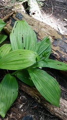 Veratrum fimbriatum