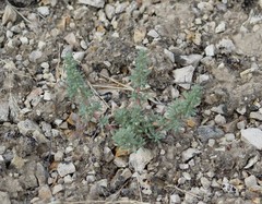 Halogeton glomeratus