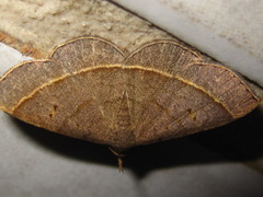 Paracolax trilinealis