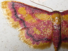 Idaea muricata