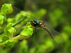 Gomphomacromia paradoxa