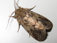 Spodoptera depravata