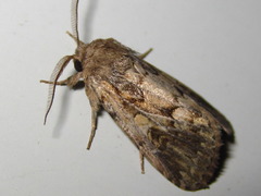 Spodoptera depravata