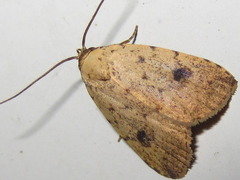 Anachrostis nigripunctalis